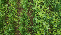 New AHDB project to boost weed competitiveness in sustainable farming